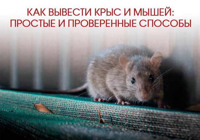 Как вывести крыс и мышей в Лобне: простые и проверенные способы