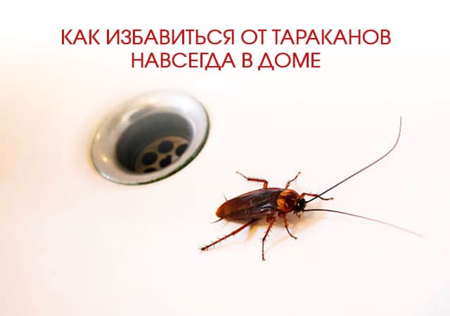 Как избавиться от тараканов в доме в Лобне